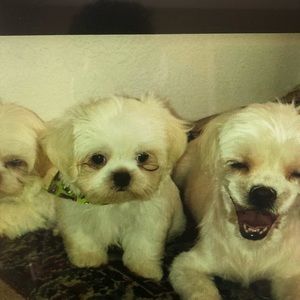 Meet your Posher, Rosetta